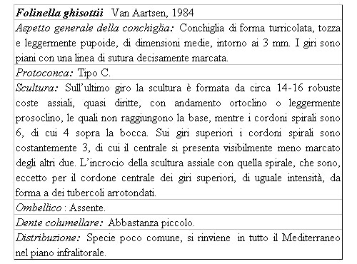 Il genere Chrysallida nel Mediterraneo